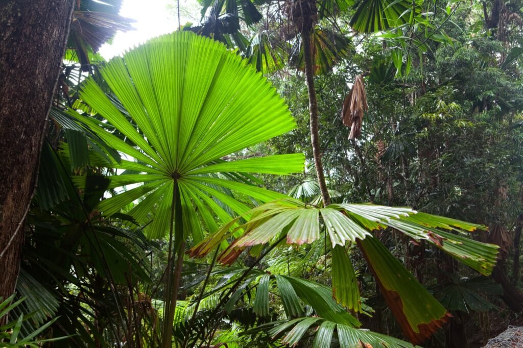 Fan palms in a rainforest