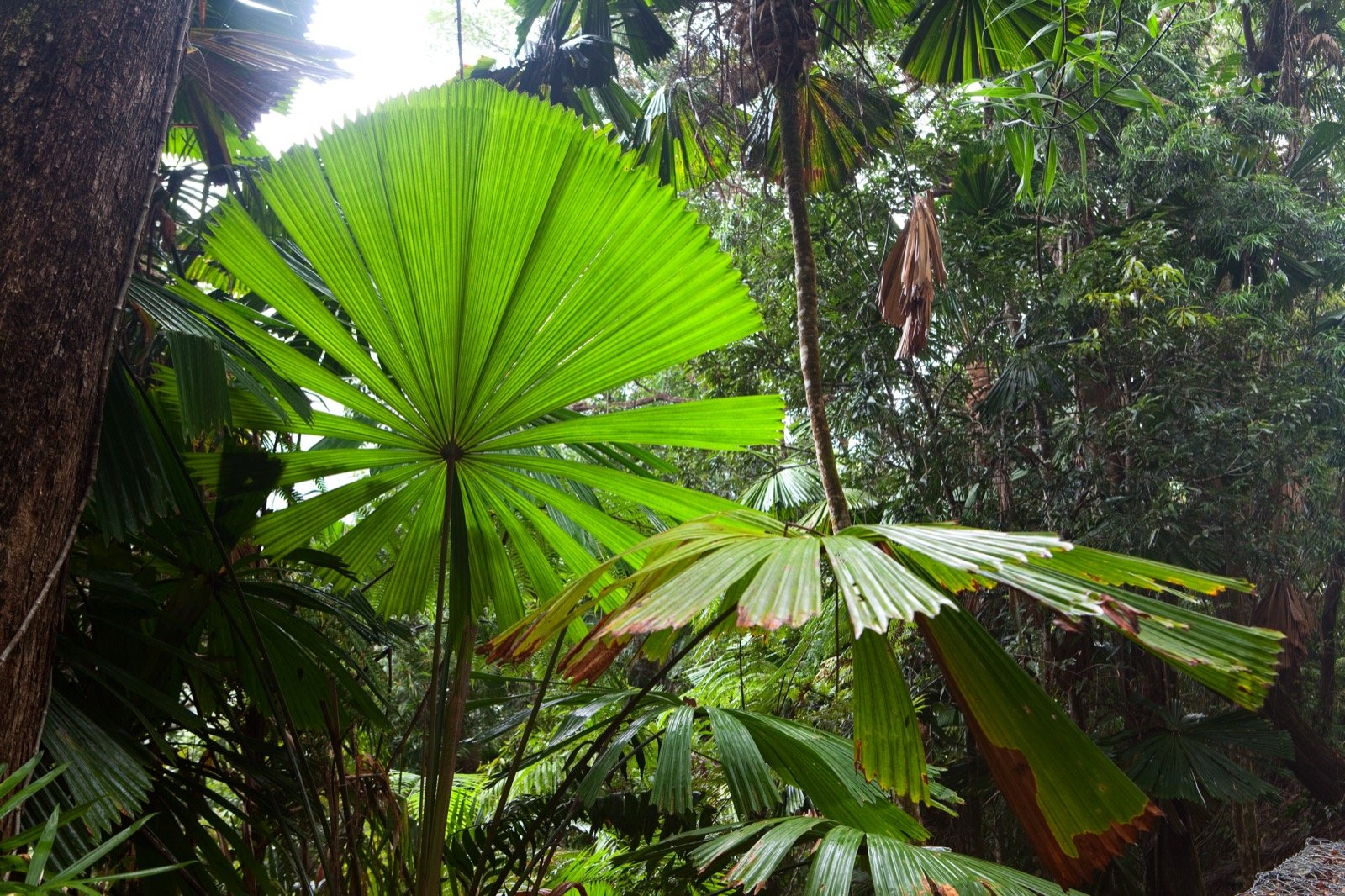 Fan palms in a rainforest
