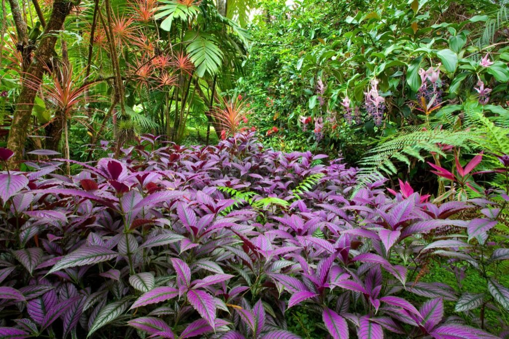 Lush jungle floor with red and green foliage