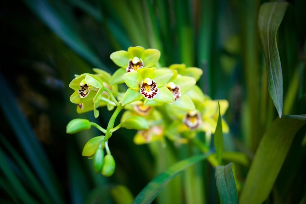 Green orchid in soft light