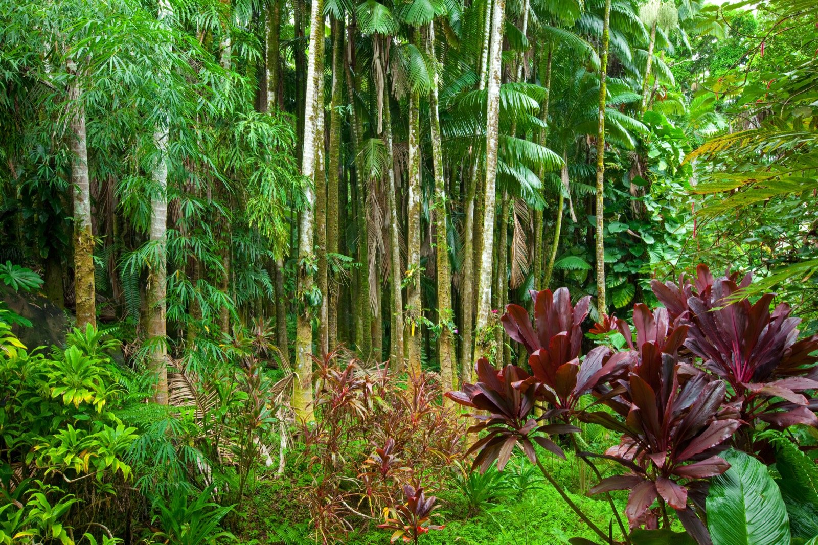 Dense tropical jungle